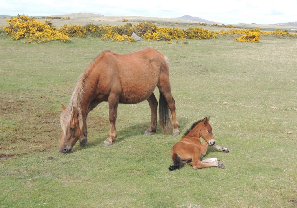 Ponies on Bodmin Moor