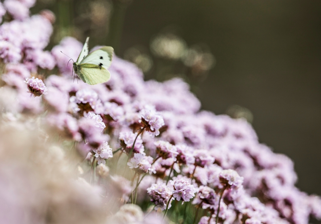 Butterflies in Cornwall