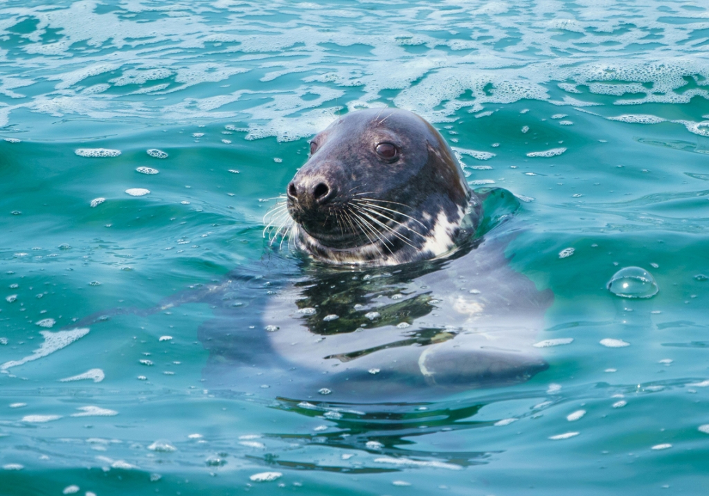 Seal watching in Cornwall