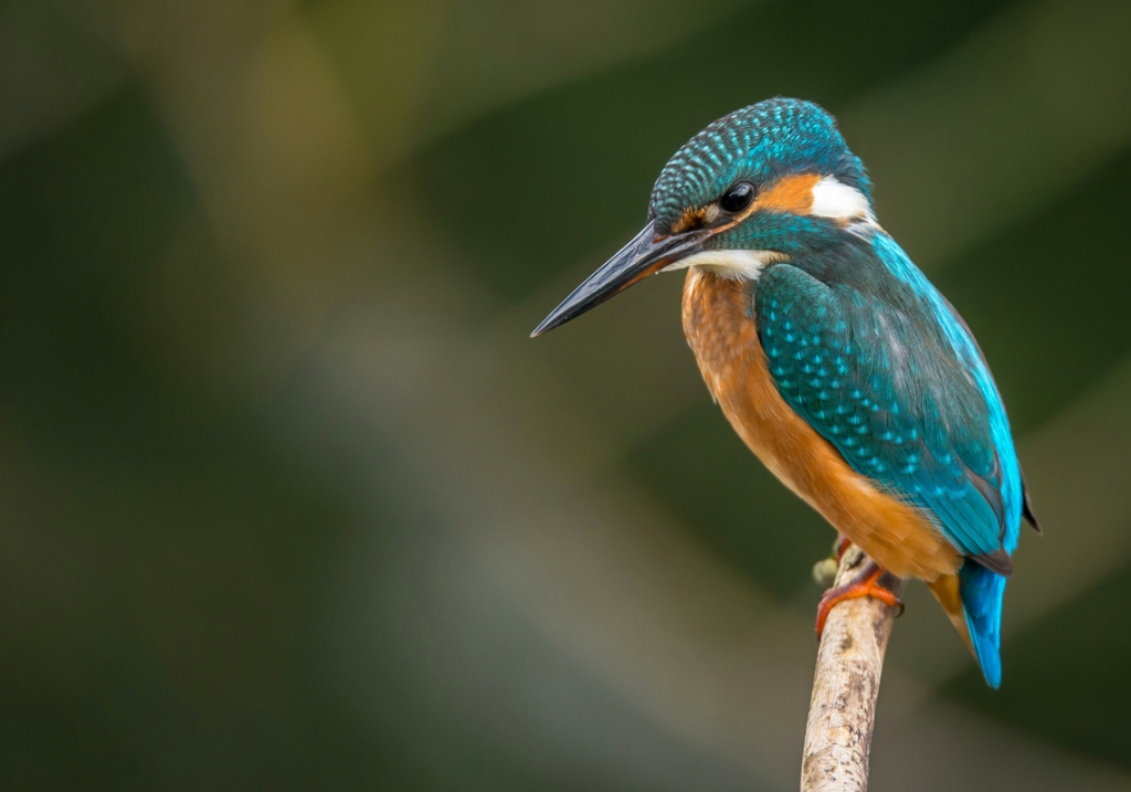 Wildlife in Cornwalls rivers