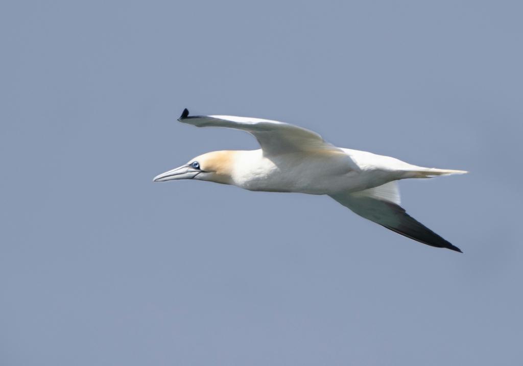 Birdwatching in Cornwall