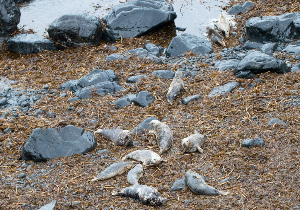 Seal spotting in Cornwall