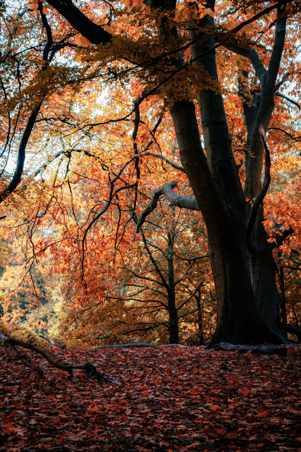 Woodland walks Cornwall