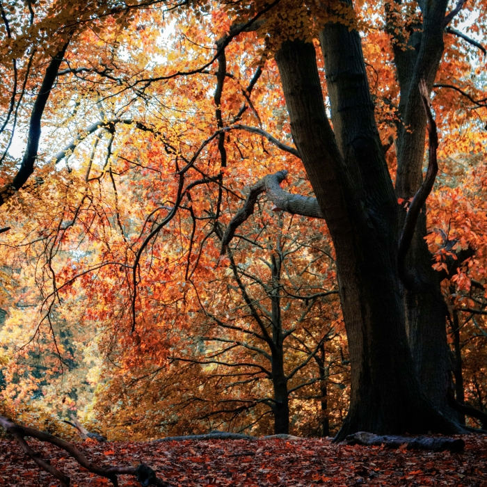 Woodland walks Cornwall