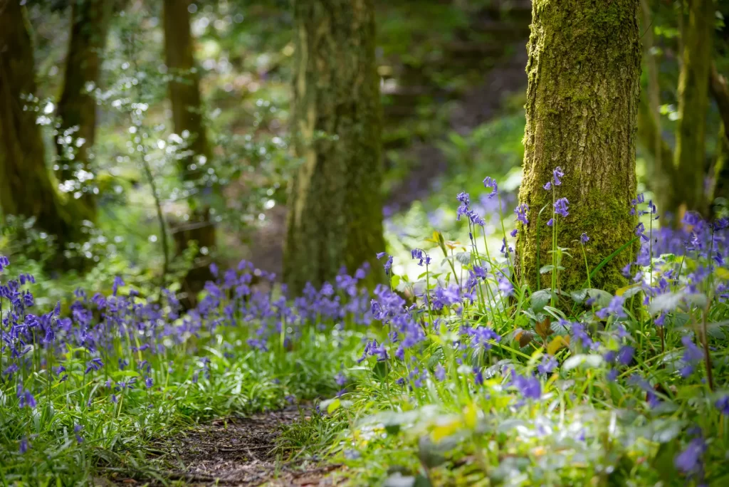 Bluebell and Snowdrop walks in Cornwall