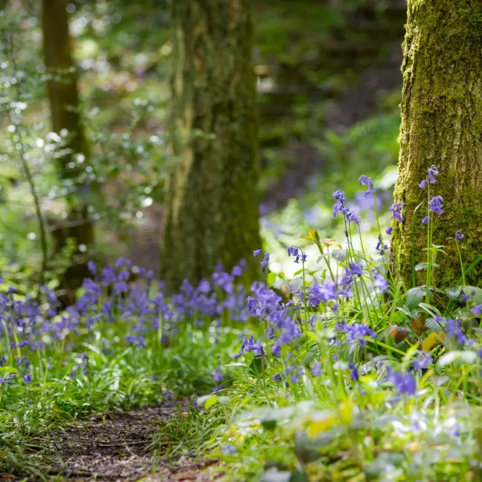 Bluebell and Snowdrop walks in Cornwall